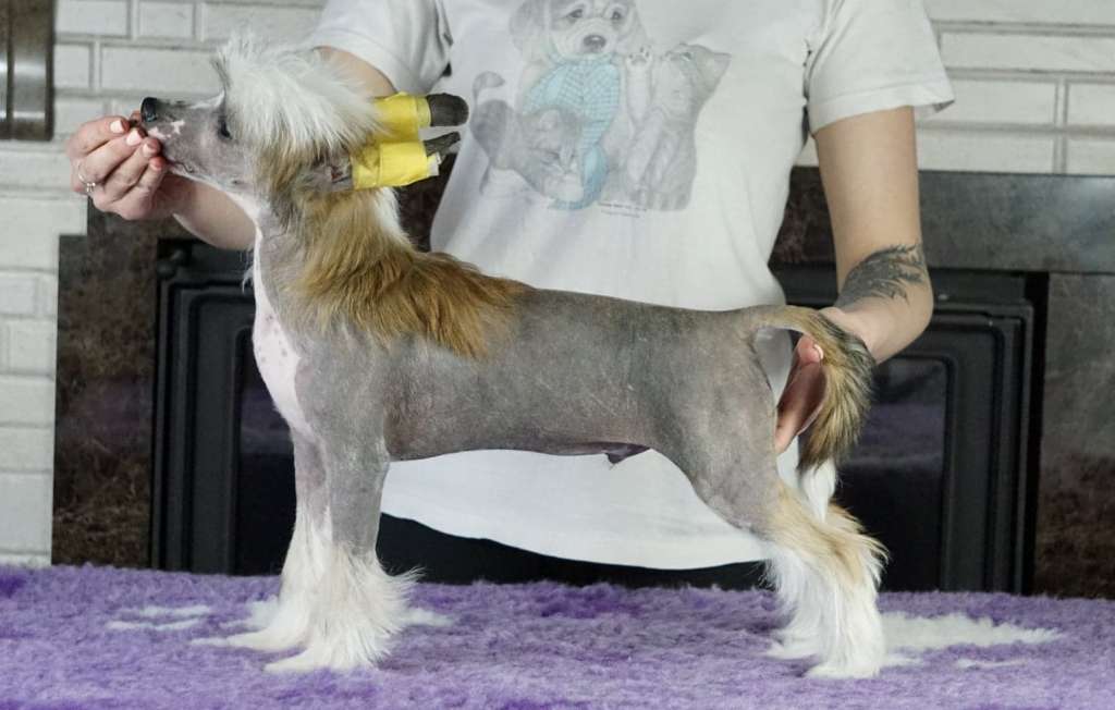 Mayor  Planet Of Dream