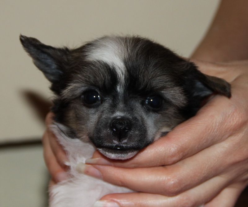 Dogland Happy Brazil