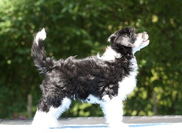 Allegranden Brand New Gunpowder