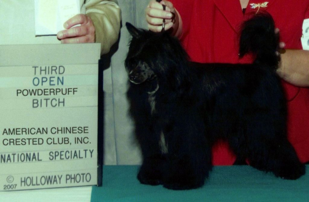 NAVA's Dainty Diva at Fthrft