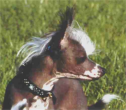 Di Gabriellas-Santana