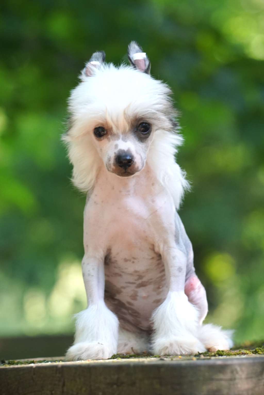 Edition Blanche Heybett