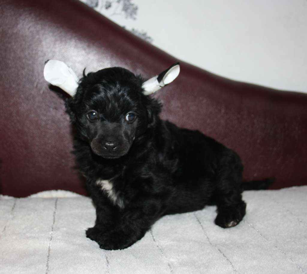 Charuyuschiy Soblazn Zhalau