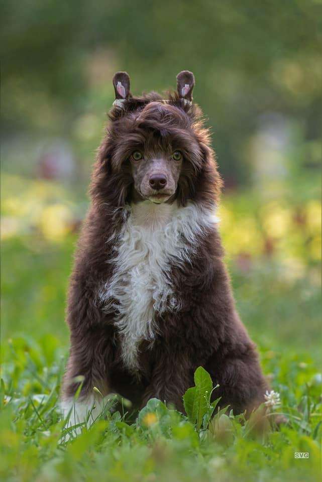 My Lucky Charm Zodiac