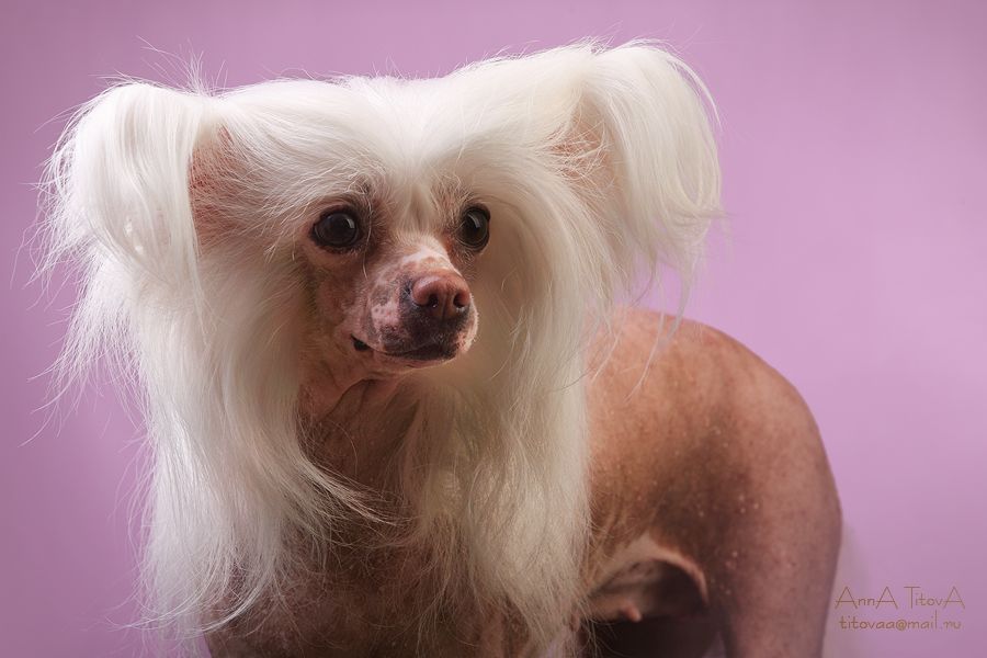 Taijan Dreamer Springtime