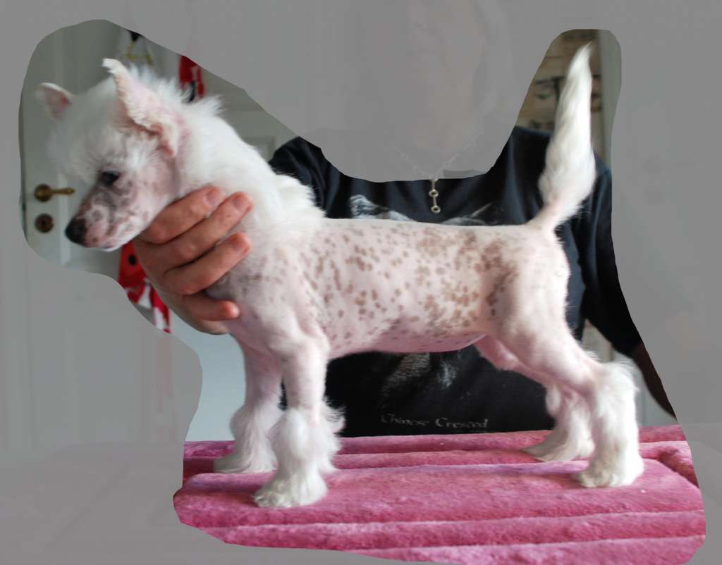 Suanho's Appealing Sawokli