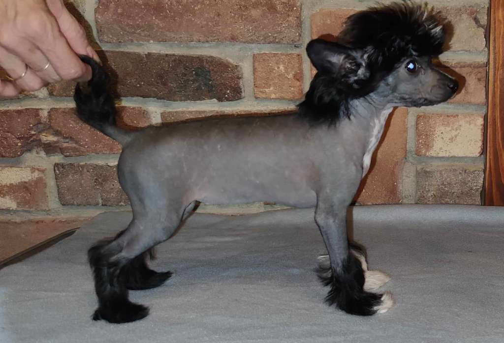 Istra Poppi Pompinell'