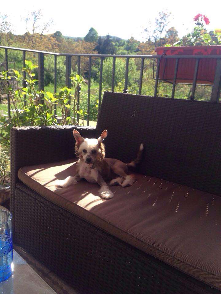 Ring rider Bacardi bandit