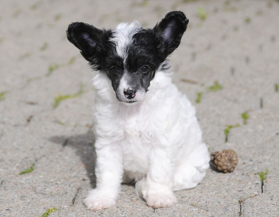 Sunstreaker Evening Attire