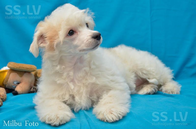 Fantazy Night Harika