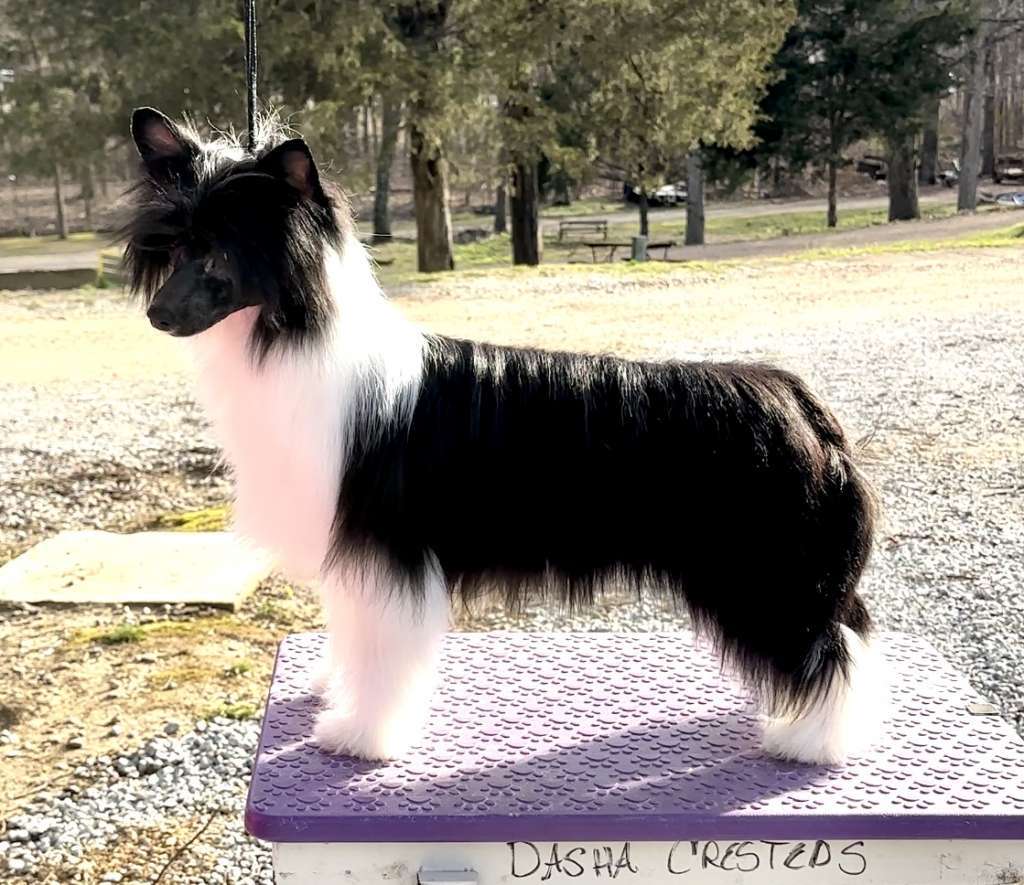 Flying Colors Gimme Gimme at Dasha