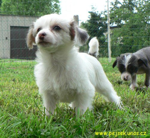 Melody ze Zatopene Chajdy