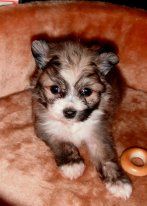 Vellar Pljus Miss Meggi