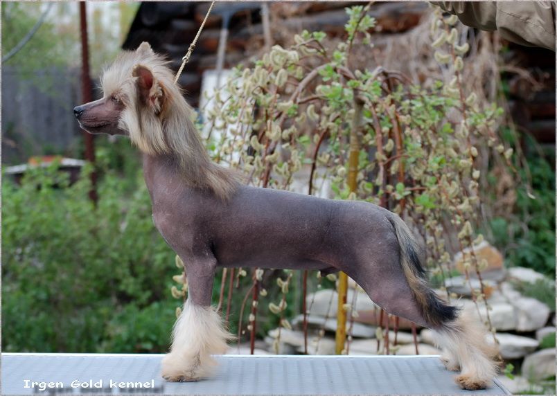 Irgen Gold Uriah Heep