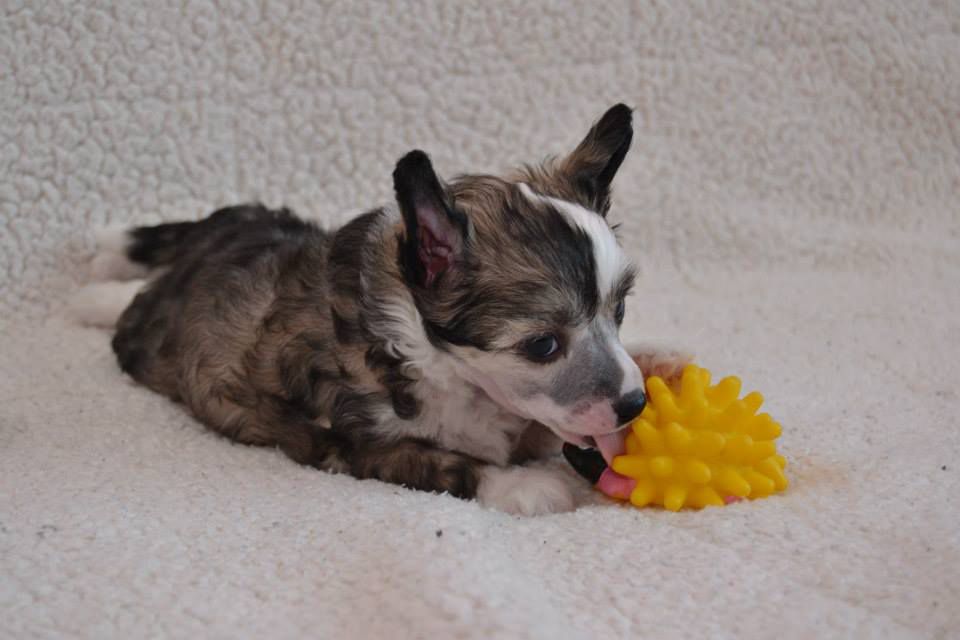 Kalmikiya Caspic Pazzda