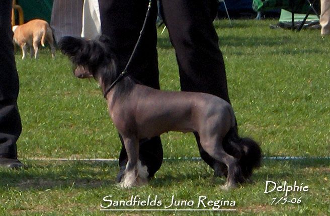 Sandfield's Juno Regina