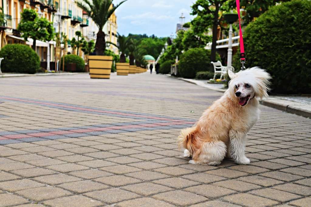 Bianca powder Ankadi