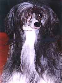 Lee Wang Show Du Gue De Launay