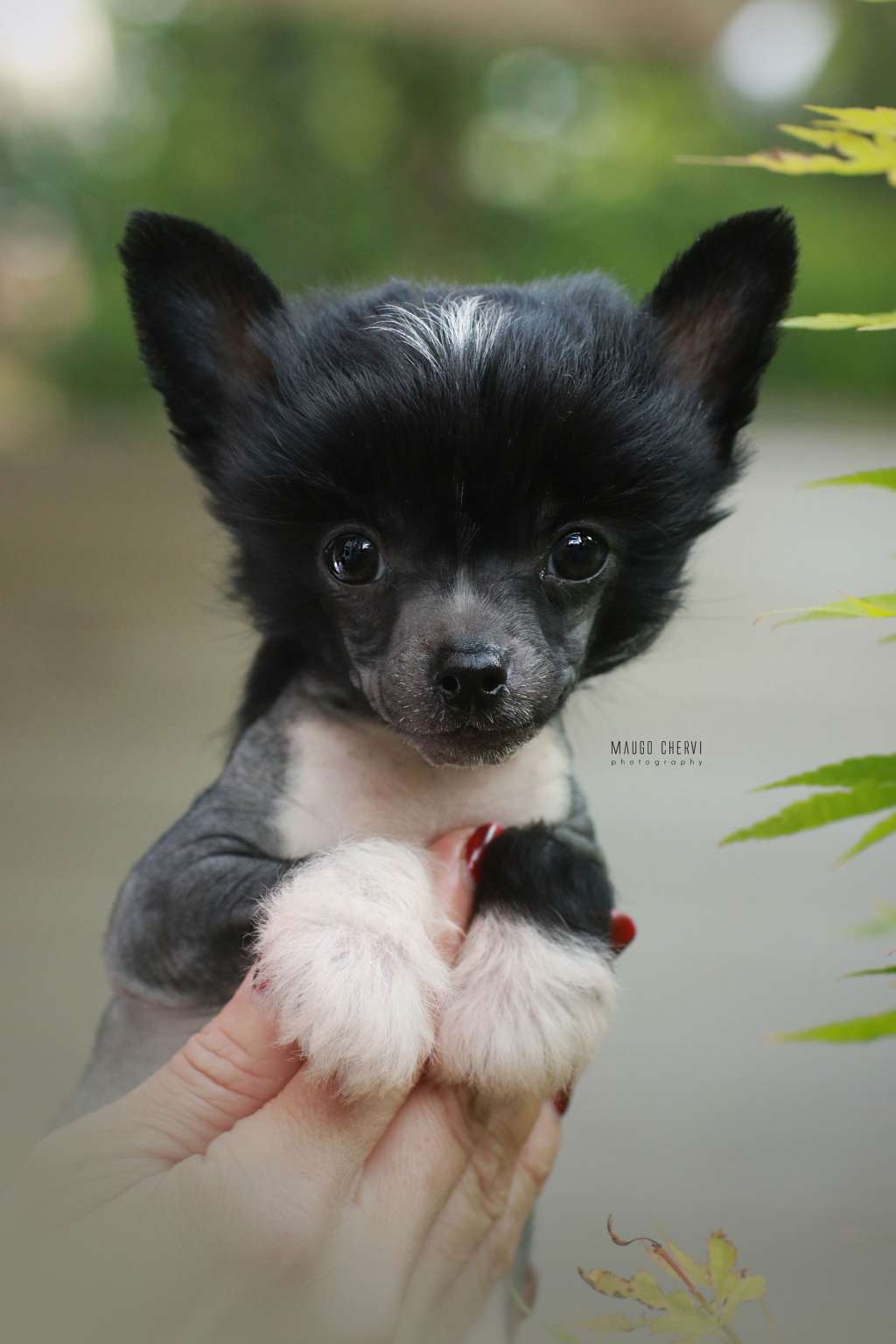 Nadine Insolite Familier