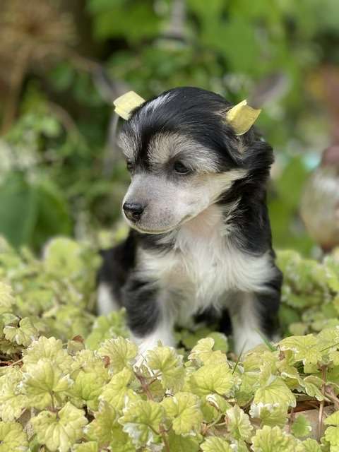 Xtra Black Edition von Shinbashi