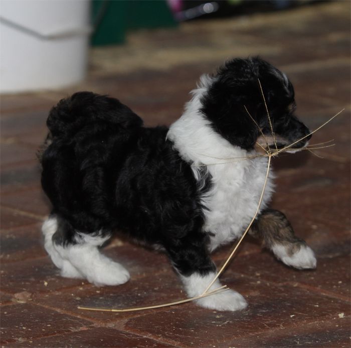 Entourage Black Bugs