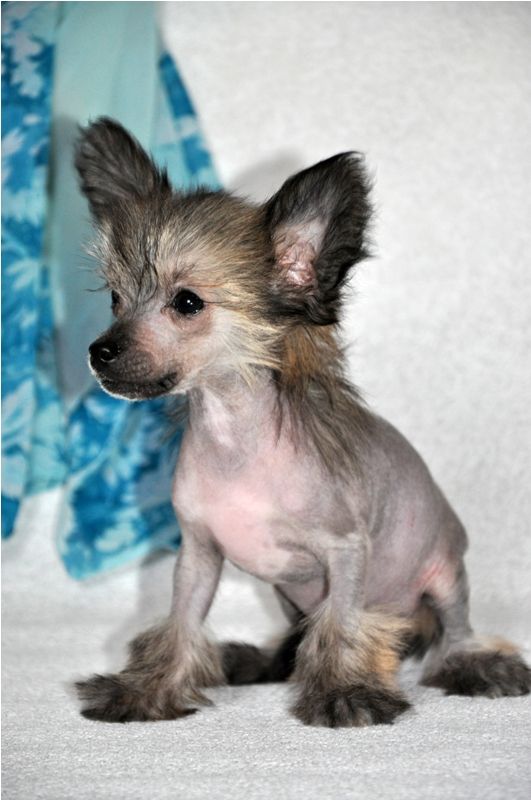 Elfgrace Ostap Berger