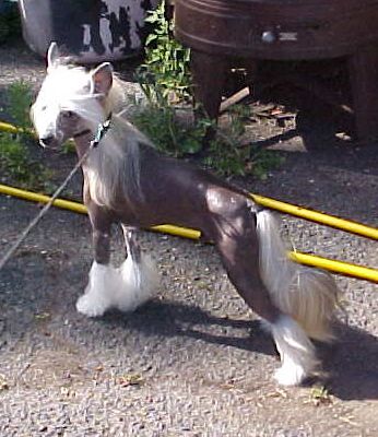 Sunwinds Dream Catcher