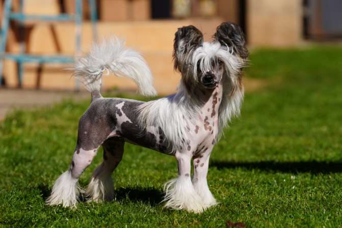 Miracle of Gaia Di Rabozi