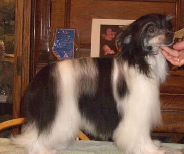 Rompford Dote On Me Yorkhouse