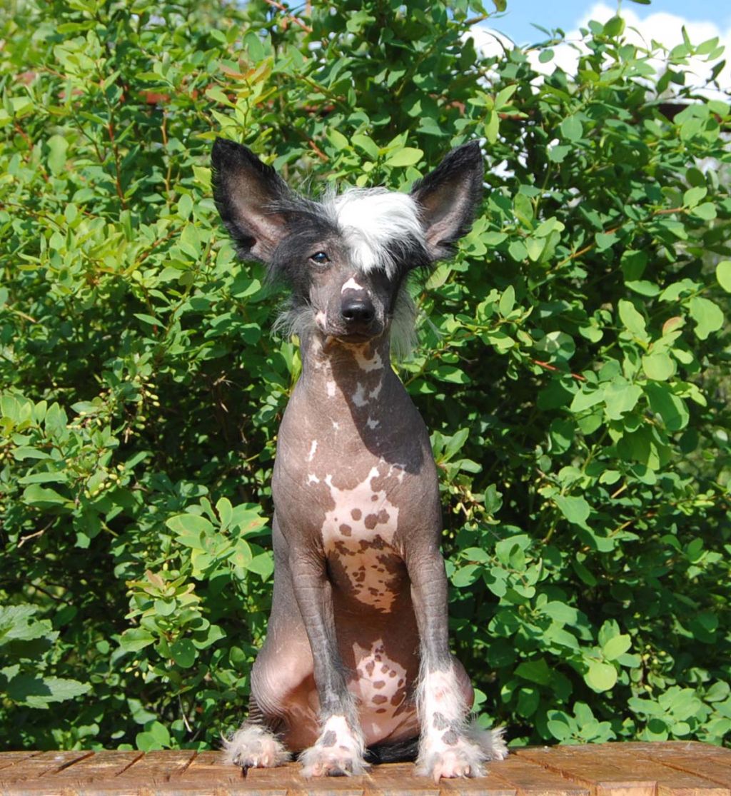 Gidaori Zero Gravity