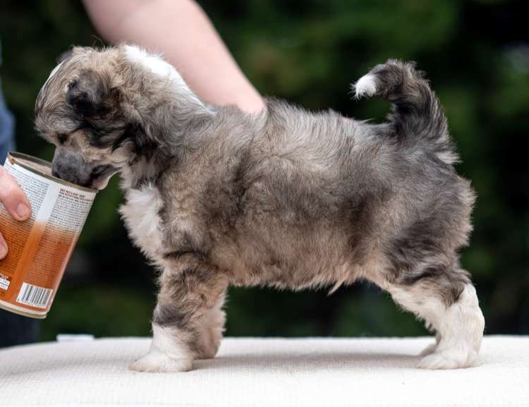 Harry Potter Modern Family