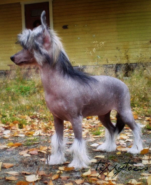 Tippytoes Miss D Meanor