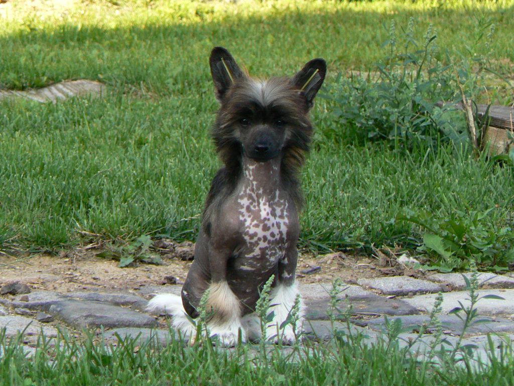 Eponine Flower Queen Malverne