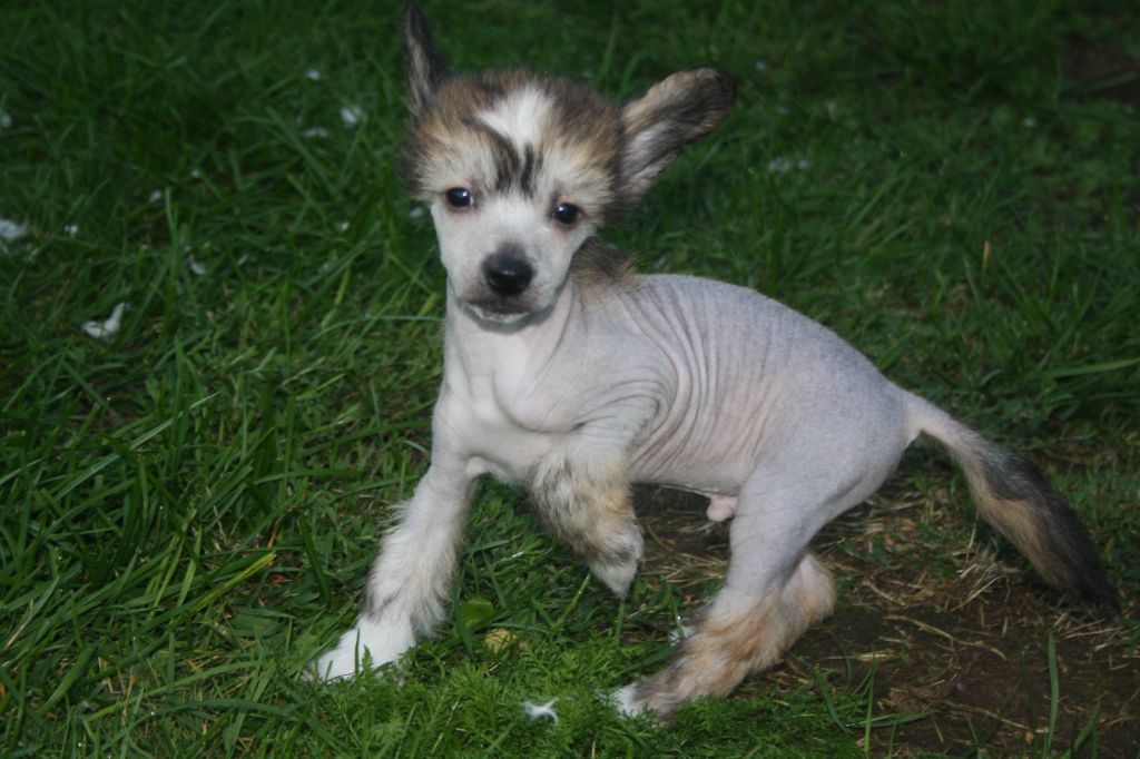 Nudaveritas Chrome Legend