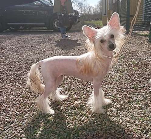 Proud Pony Rocket Queen