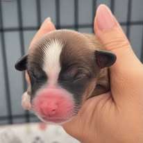 Bella Candy lollipops