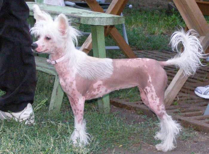 Zholesk Little Princess