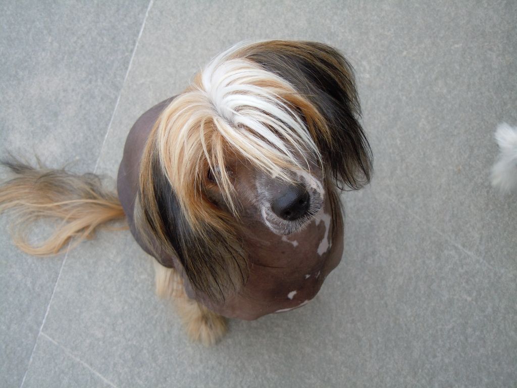 Cielos Nuevos Anastasia