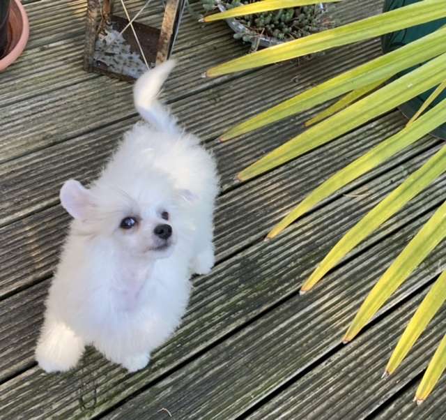 Elouisa von Shinbashi