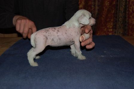 Sagaskotts Cleopatra