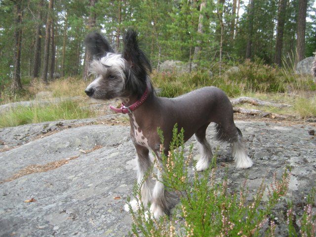 Joyway's All I Ever Wanted