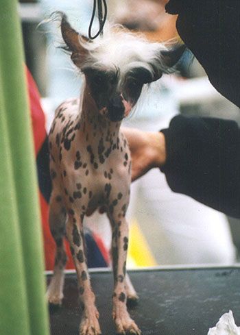 Old Chum's Devoted To You