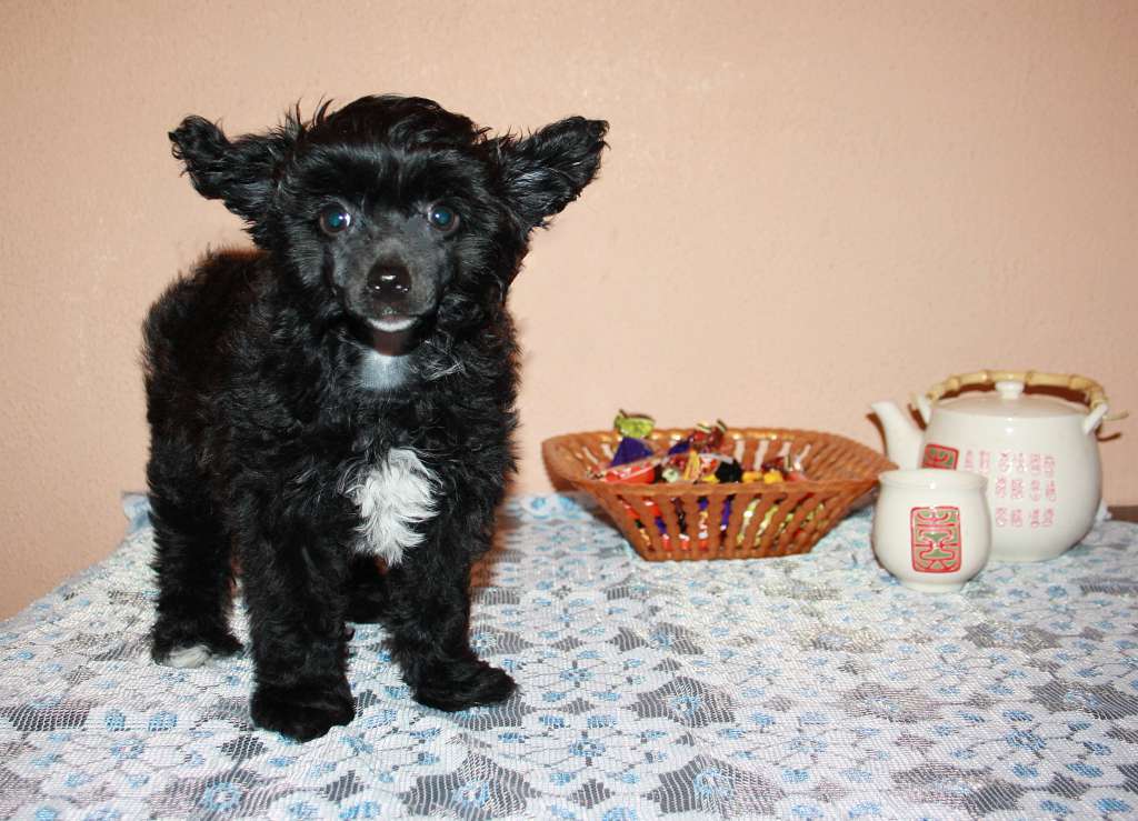 Gran Amigo Illirika Zip Cha