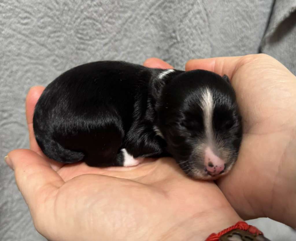 Mr.Black ze Zatopené chajdy