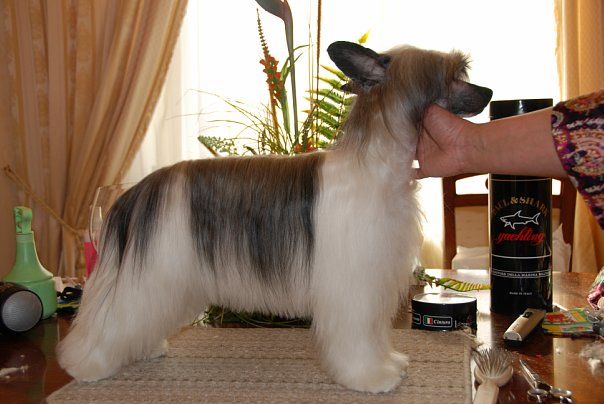 Volshebnaja Loshadka Valkyrie 