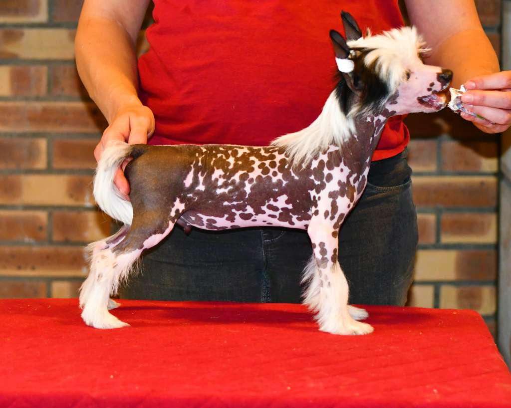 Little Dog Of Dream P'tit Roi