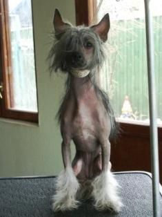 Amaliya Endjeil Feis 