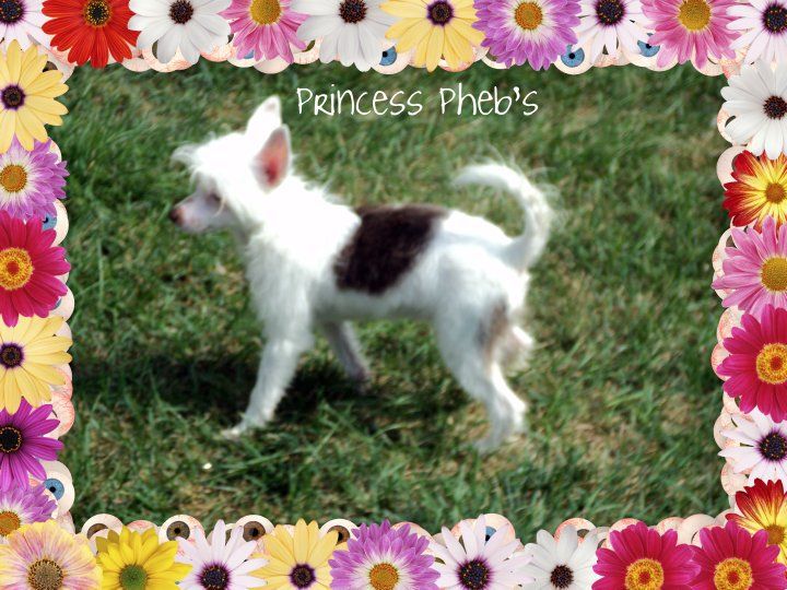 Cranberry's Princess Pheobe