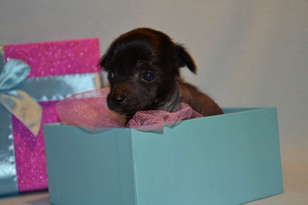 Feeriya Magic Ksanti