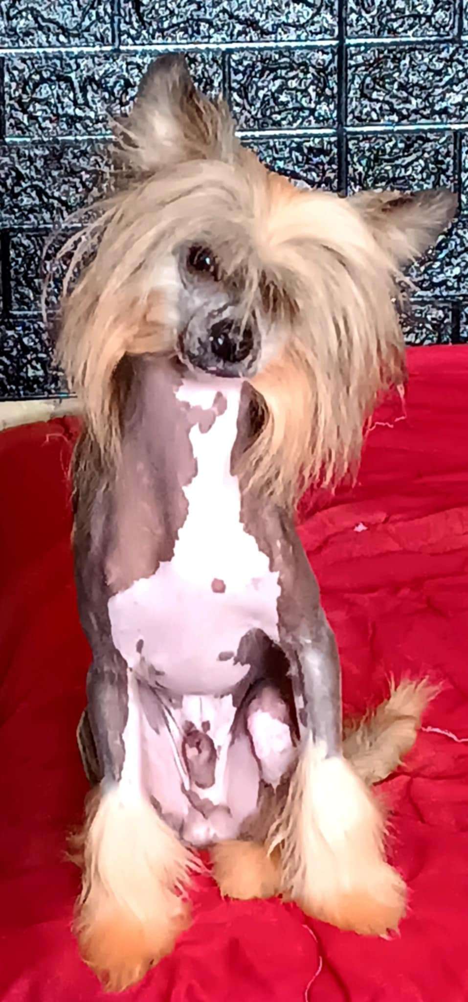 Beauty Incomparable Lexus